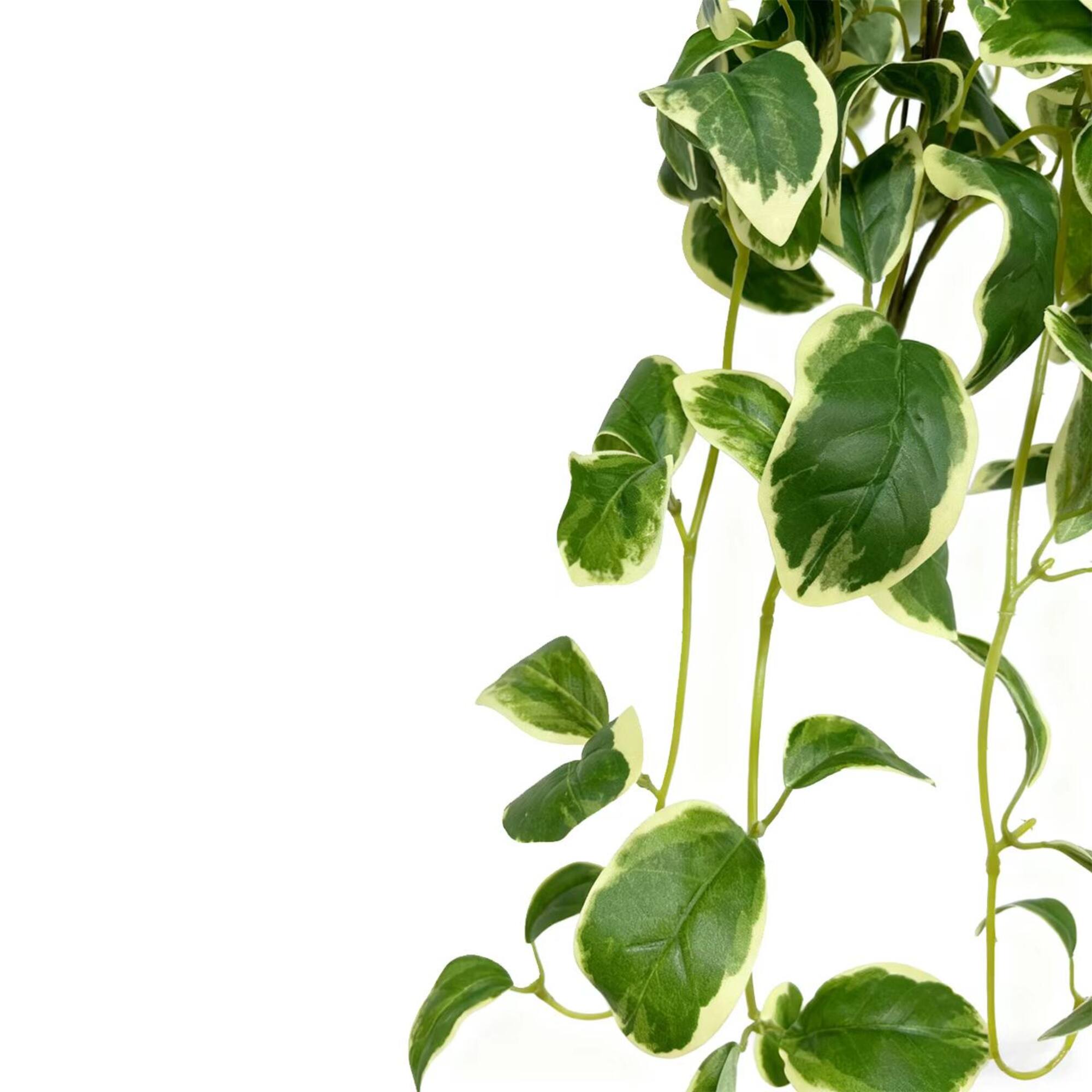 22" Variegated Hoya Bush by Ashland®